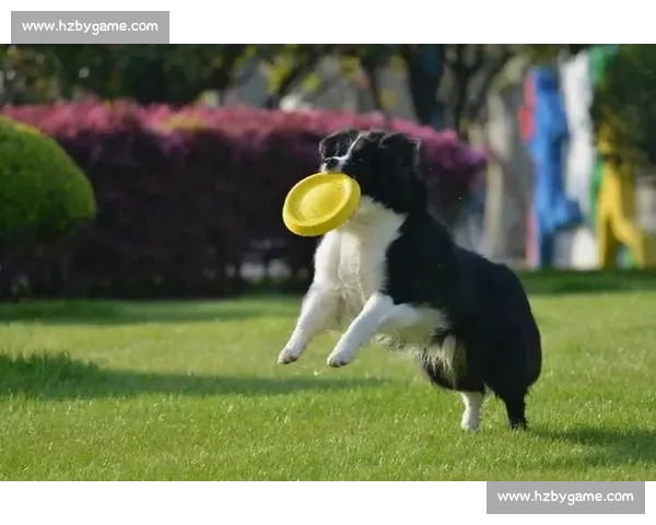 边走边扔赢金牌：中国飞盘如何用散步式战术突围国际赛场